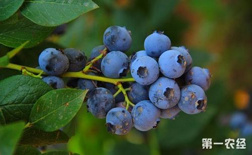 蓝莓种植该如何管理蓝莓种植的田间管理技术